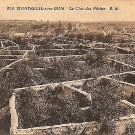 Montreuil, fruit wall maze, 1900's